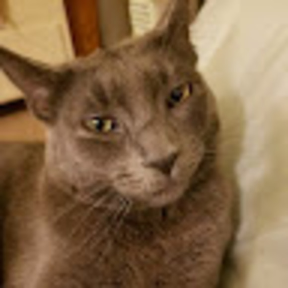 Meet your Posher, Rachel anne - Picture 1 of 1